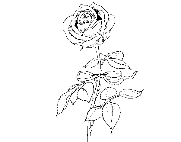 A rose coloring page