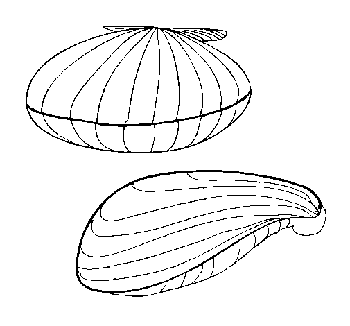 Clams coloring page