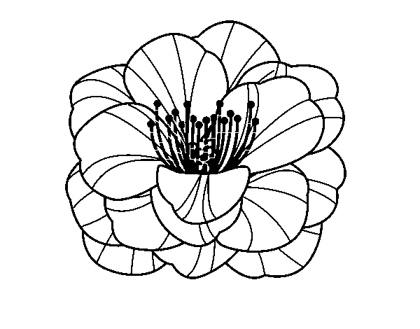 Corn poppy coloring page