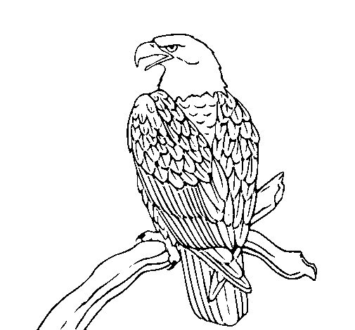 Eagle on branch coloring page