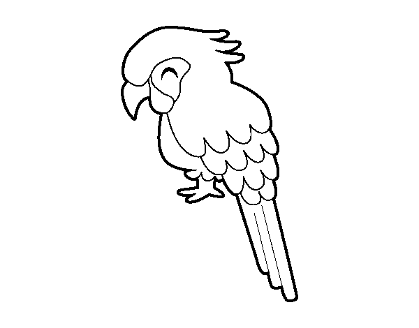 Macaw coloring page
