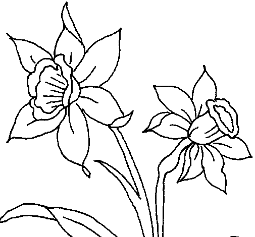 Orchid coloring page
