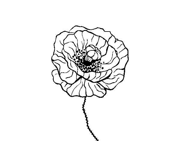 Poppy flower coloring page