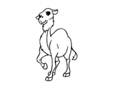 A dromedary coloring page