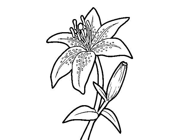 A lily coloring page