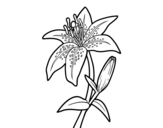 A lily coloring page