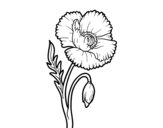 A poppy flower coloring page