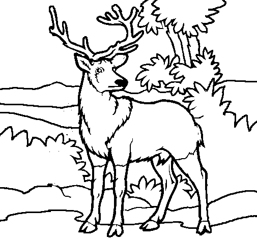 Adult deer coloring page