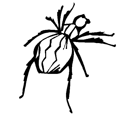Black Widow spider coloring page