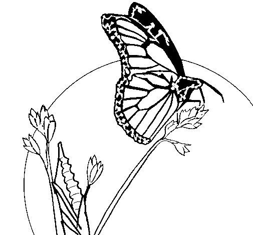 Butterfly on branch coloring page