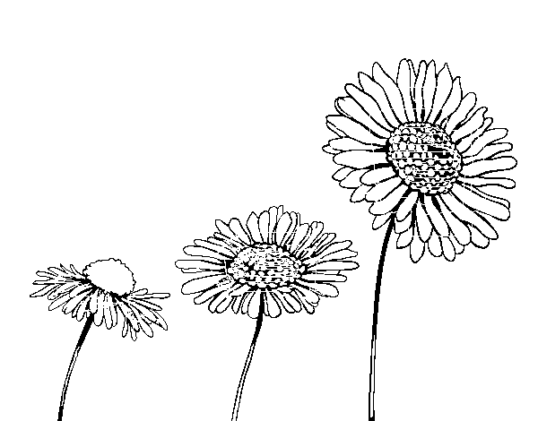 Chamomile flower coloring page