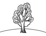Chestnut coloring page