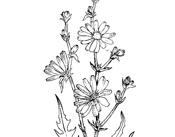 Chicory coloring page