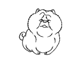 Chow Chow coloring page