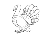 Common turkey coloring page