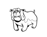 English Bulldog dog coloring page
