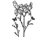 Iris flower coloring page