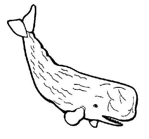 Large whale coloring page