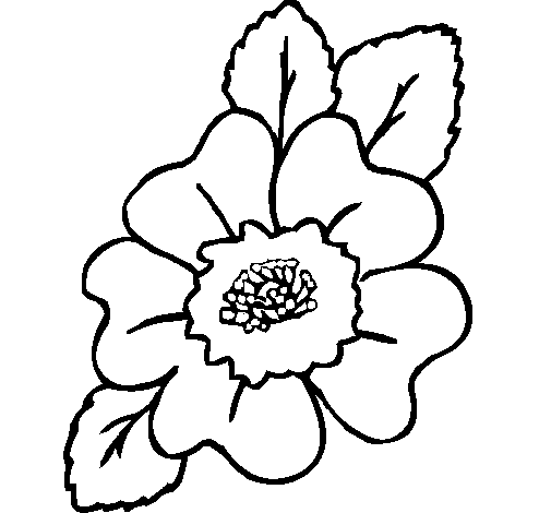 Narcissus coloring page