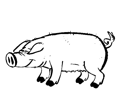 Pig with black trotters coloring page