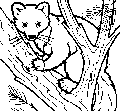 Pine marten in tree coloring page
