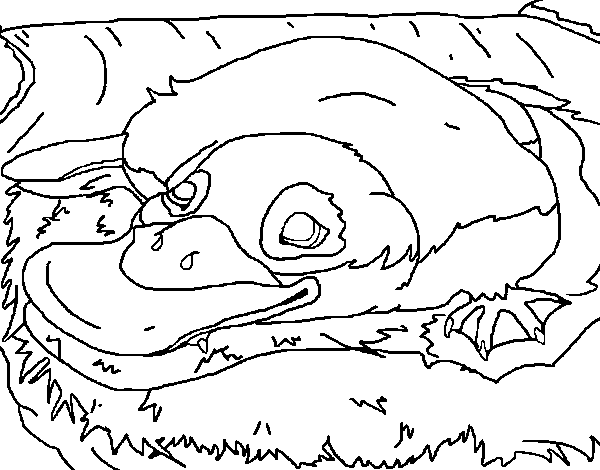 Platypus coloring page
