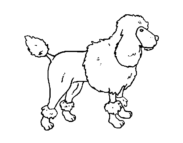 Poodle dog coloring page