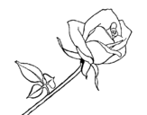 Dibujo de Rose