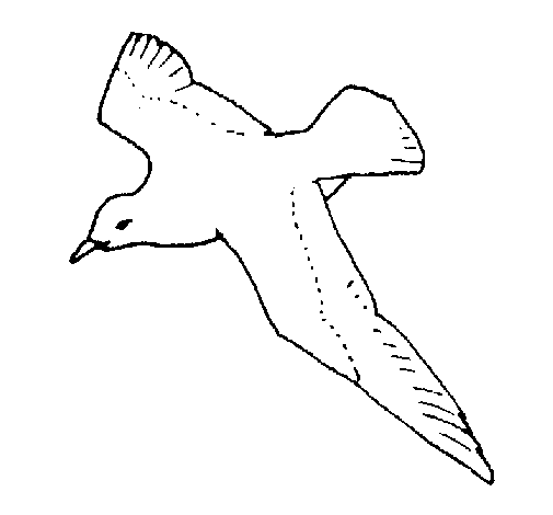 Seagull coloring page