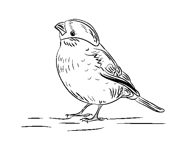Serin coloring page