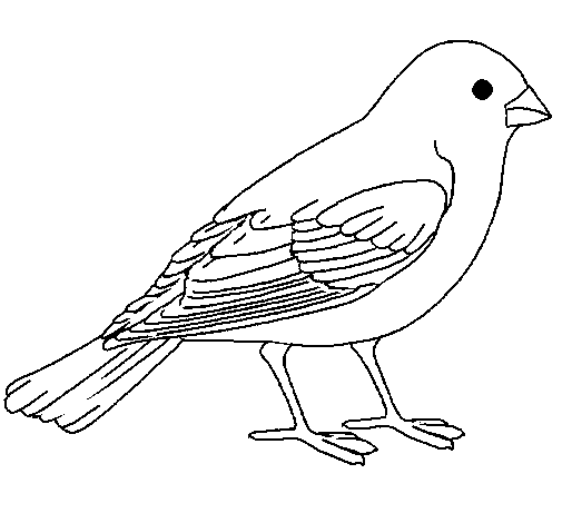 Sparrow coloring page