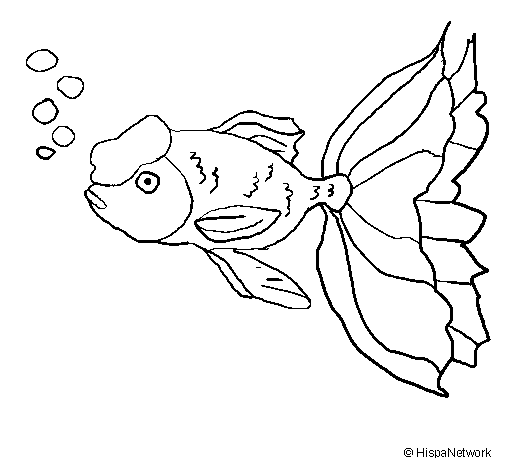 Tancho fish coloring page