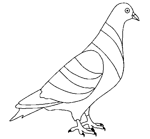 Turtledove coloring page