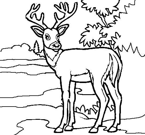 Young deer coloring page