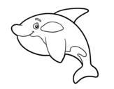 Young killer whale coloring page