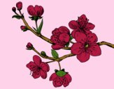 Coloring page Cherry-tree branch painted bylorna