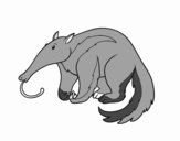 An Aardvark
